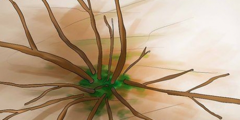 Poda de hortênsias