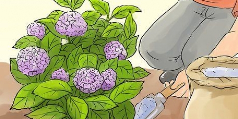 Preparando hortênsias para o inverno