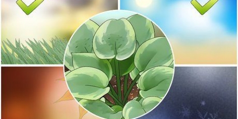 Plantas de hosta