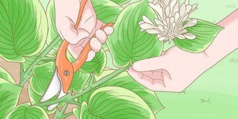 Poda de hostas