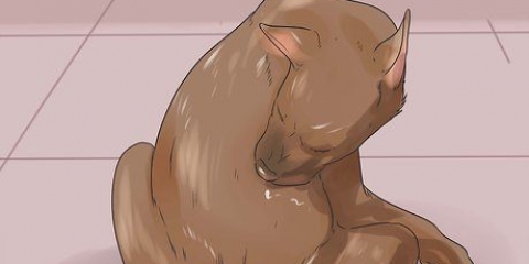 Tratamento de pontos quentes em cães