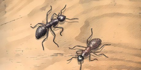 Reconhecer formigas carpinteiras