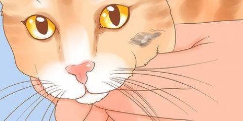 Reconhecendo o câncer de pele em um gato