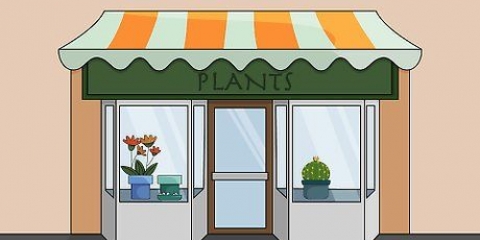 Cuidando das plantas da casa