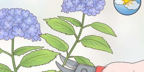 Cortar flores de hortênsia