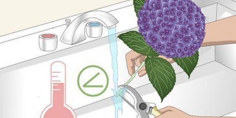 Mantenha as hortênsias vivas