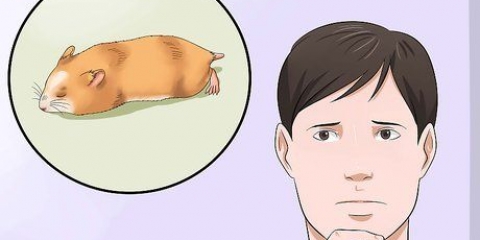 Intervir se o seu hamster não se mexer