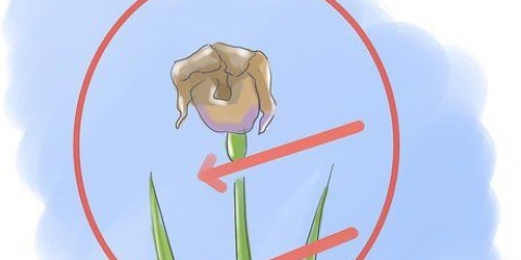 Cuidando de íris quando as flores morrem