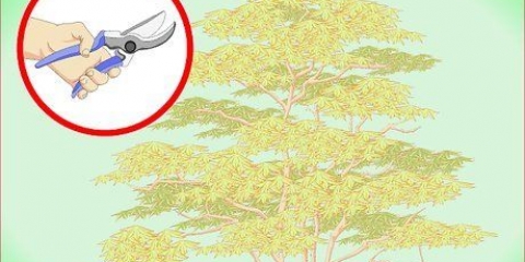 Poda de bordo japonês