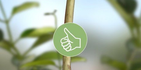 Cultivo de jasmim a partir de estacas