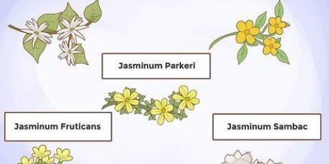 Cultivo de jasmim