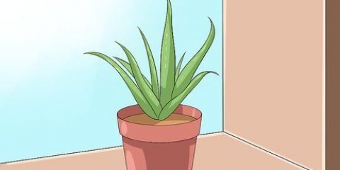 Cuidando do seu aloe vera