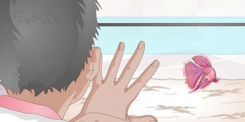 Treinando seu peixe beta
