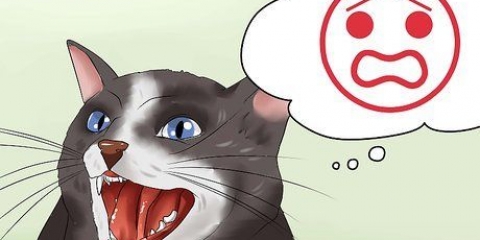 Acalmando seu gato bravo