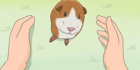 Treinando seu porquinho da índia