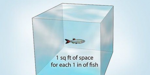 Construa seu próprio tanque de peixes