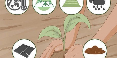 Cultivando sua própria comida