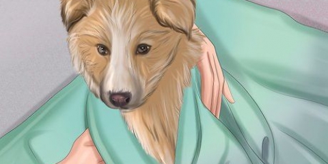 Certificando-se de que seu cão está bem após o parto