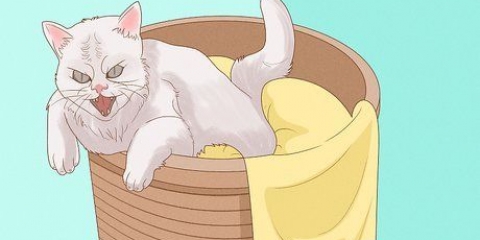 Peça desculpas a um gato