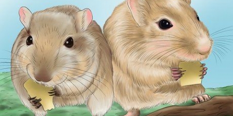 Fazendo seu gerbil feliz