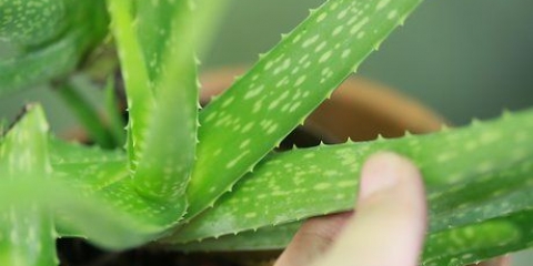 Cuidando do seu cabelo com aloe vera