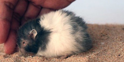 Banhando seu hamster