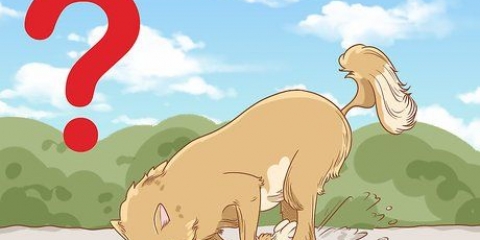 Pare seu cão de cavar