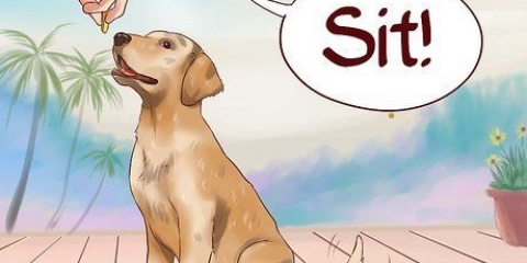 Ensine comandos básicos ao seu cão