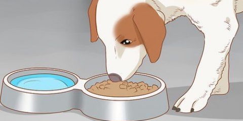 Tratando seu cachorro
