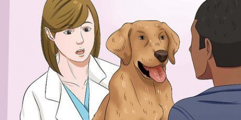 Deixe seu cão comer ração seca