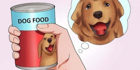 Faça seu cachorro engolir um comprimido