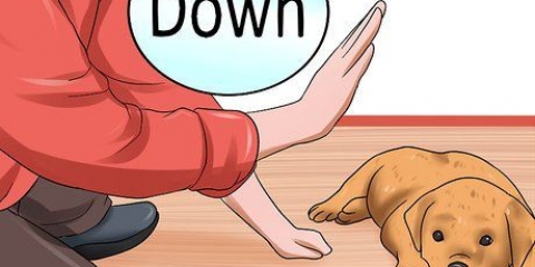 Dando treinamento de obediência ao seu cão antes que ele tenha 10 semanas de idade