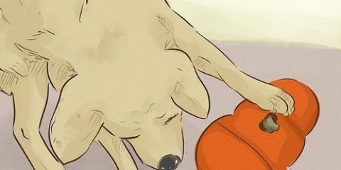 Mantendo seu cão feliz