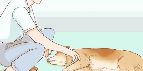 Ajudando seu cão com um derrame