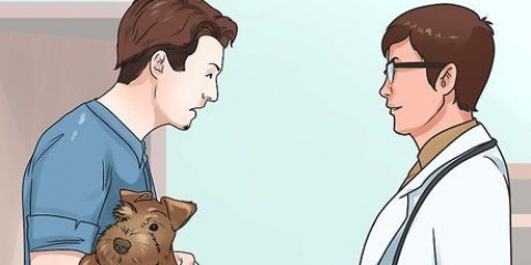 Ajudando seu cão a perder o pelo