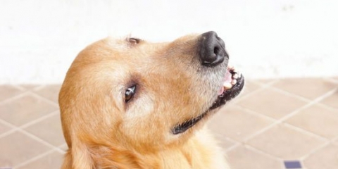 Deixe seu cachorro esfriar