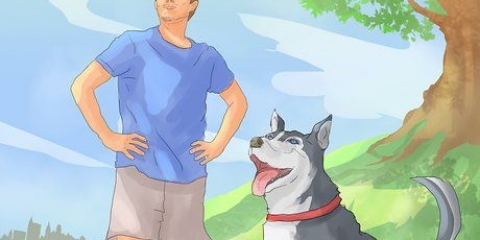 Ensinando seu cachorro a andar a pé