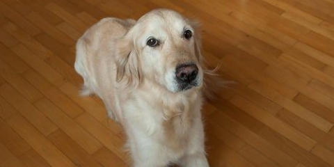 Ensinando seu cachorro a rolar
