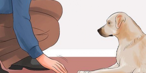 Ensinando seu cão a deitar morto sob comando