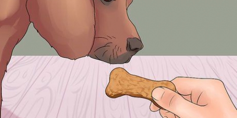 Ensine seu cachorro a dar patas
