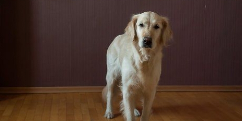 Ensine seu cachorro a sentar