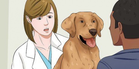 Colocar seu cão em uma dieta