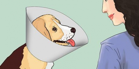Mantendo seu cão calmo após a castração