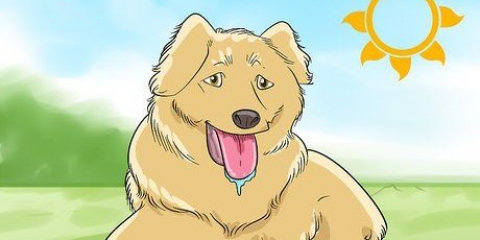 Depilar seu cachorro