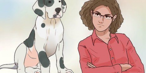 Treinando seu cão para não fugir