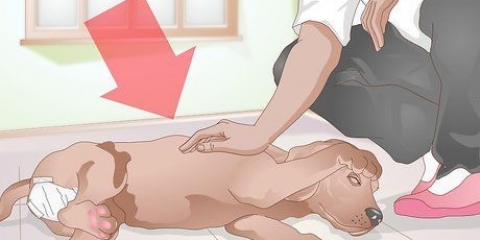 Cuidando do seu cão após a castração
