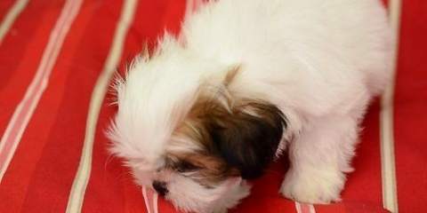 Cuidando do seu cachorro