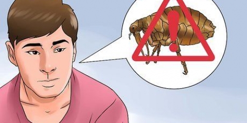 Livrar-se de pulgas em seu animal de estimação
