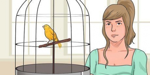 Treinando seu canário