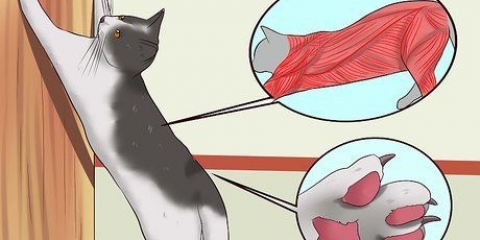 Impeça seu gato de arranhar móveis